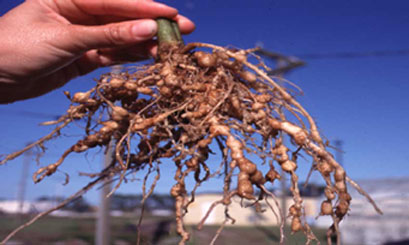 A hand holding a bundle of roots littered with growths. 