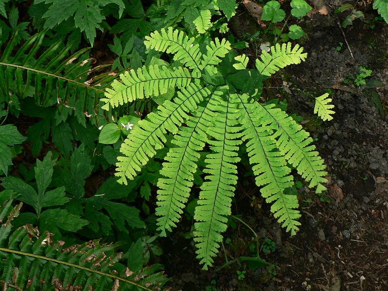 <img typeof="foaf:Image" src="http://statelibrarync.org/learnnc/sites/default/files/images/maidenhair.jpg" width="800" height="600" alt="Maidenhair" title="Maidenhair" />