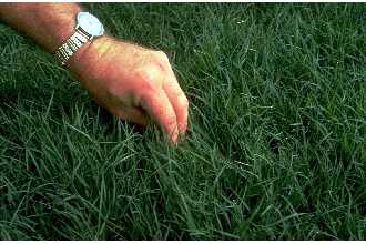 Cynodon dactylon (Bermudagrass). Image courtesy of USDA. 