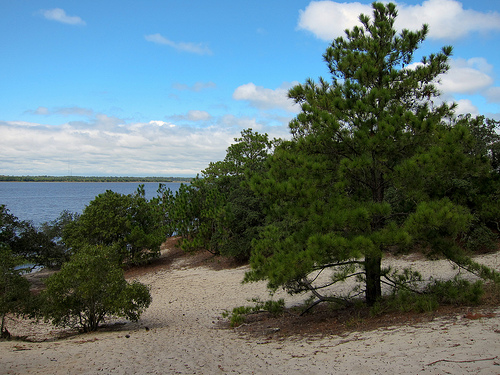 "View from Sugarloaf Dome in Carolina Beach State Park." Courtesy of Flikr user MiguelVieira, uploaded on September 18, 2011. 