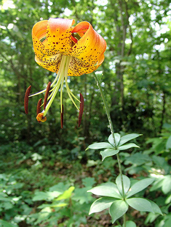 Sutherland, Zen. 2008. "Carolina Lily - Lilium michauxii."