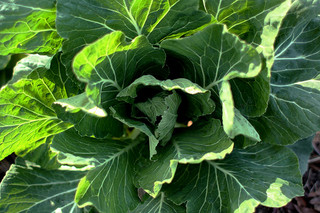 Collards. Image courtesy of Flickr user feeb.