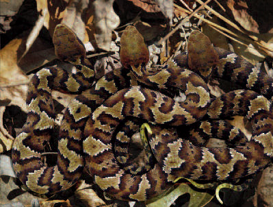 Cottonmouths