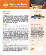 Tangerine darter pdf