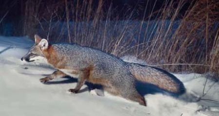 Gray Fox