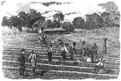 Slaves planting cotton