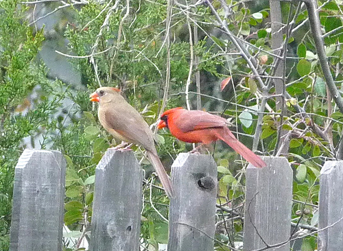 Two birds sitting on fence with shrubbery and trees in the background. 