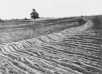 Mangum terraces near Raleigh, ca. 1912. North Carolina Collection, University of North Carolina at Chapel Hill Library.