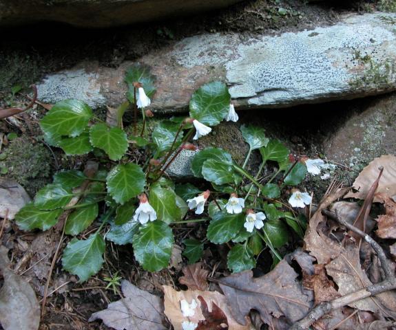 Photo of Northern Oconee Bells, Shortia galacifolia var. brevistyla