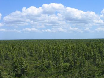 "Healthy pocosin wetlands". Image courtesy of U.S. Fish and Wildlife Servic, 2012. 