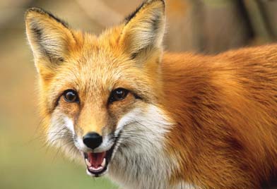 Red Fox