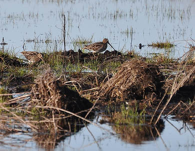 Wilson's Snipe, Pungo Lake National Wildlife Refuge, Hyde Co., North Carolina, USA. Photo by David L. Govoni. 