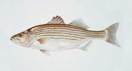 Striped Bass