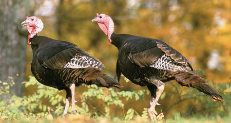 Wild turkeys