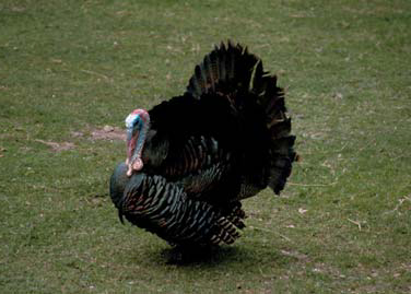 Eastern wild turkey